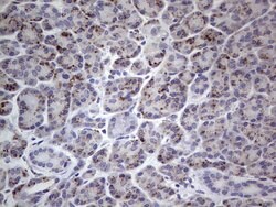 PLAU Mouse anti-Human, Clone: OTI5H4, TrueMAB , Origene 30 &mu;L; Unconjugated:Antibodies,