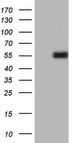 PLAU Mouse anti-Human, Clone: OTI5H4, TrueMAB , Origene 30 &mu;L; Unconjugated:Antibodies,