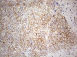 PLCXD1 Monoclonal Antibody (OTI2D7), TrueMAB , OriGene 100 &mu;L; Unconjugated:Antibodies,