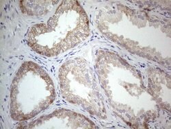 PLCXD1 Monoclonal Antibody (OTI2D7), TrueMAB , OriGene 100 &mu;L; Unconjugated:Antibodies,