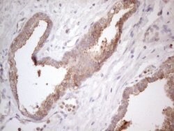 PLCXD1 Monoclonal Antibody (OTI2D7), TrueMAB , OriGene 100 &mu;L; Unconjugated:Antibodies,