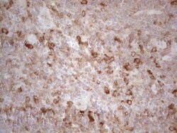 PLCXD1 Monoclonal Antibody (OTI2D7), TrueMAB , OriGene 100 &mu;L; Unconjugated:Antibodies,