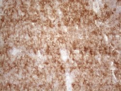 PLCXD1 Monoclonal Antibody (OTI2D7), TrueMAB , OriGene 100 &mu;L; Unconjugated:Antibodies,