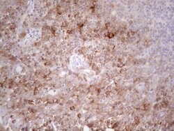 PLCXD1 Monoclonal Antibody (OTI2D7), TrueMAB , OriGene 100 &mu;L; Unconjugated:Antibodies,