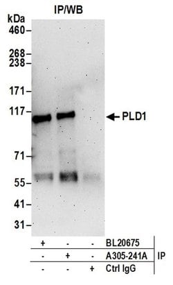 PLD1/Phospholipase D1 Rabbit anti-Human, Polyclonal, Bethyl Laboratories