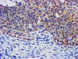 PLDN Monoclonal Antibody (OTI1E2), TrueMAB , OriGene 100 &mu;L; Unconjugated:Antibodies,