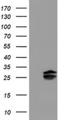 PLDN Monoclonal Antibody (OTI1H9), TrueMAB , OriGene 100 &mu;L; Unconjugated:Antibodies,