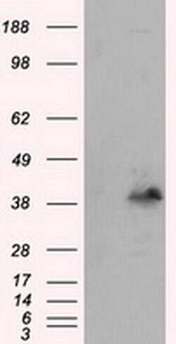 PLEK Monoclonal Antibody (OTI6H8), TrueMAB , OriGene 30 &mu;L; Unconjugated:Antibodies,