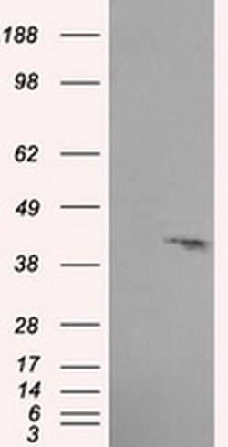PLEK Monoclonal Antibody (OTI3E2), TrueMAB , OriGene 100 &mu;L; Unconjugated:Antibodies,