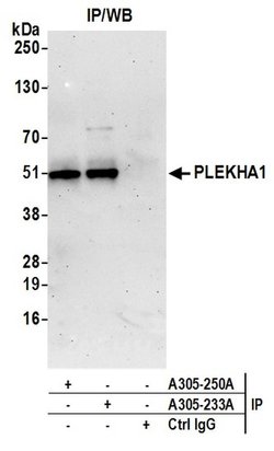 PLEKHA1/TAPP1 Rabbit anti-Human, Polyclonal, Bethyl Laboratories 100 &mu;L;
