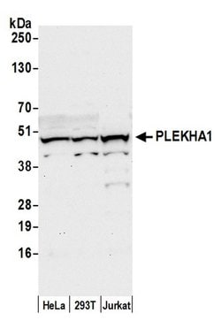 PLEKHA1/TAPP1 Polyclonal Antibody, Bethyl Laboratories:Antibodies:Primary