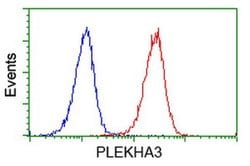 PLEKHA3 Monoclonal Antibody (OTI6E4), TrueMAB , OriGene 100 &mu;L; Unconjugated:Antibodies,