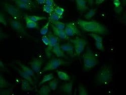 PLEKHA3 Mouse anti-Human, Clone: OTI5D11, liquid, TrueMAB 100 &mu;L; Unconjugated:Antibodies,