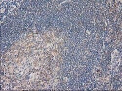 PLEKHA3 Monoclonal Antibody (OTI6E4), TrueMAB , OriGene 100 &mu;L; Unconjugated:Antibodies,