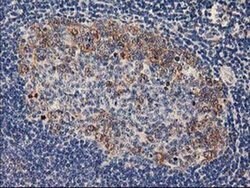 PLEKHA3 Mouse anti-Human, Clone: OTI5D11, liquid, TrueMAB 100 &mu;L; Unconjugated:Antibodies,
