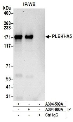 PLEKHA5 Rabbit anti-Human, Polyclonal, Bethyl Laboratories 10 &mu;L; Unconjugated:Antibodies,