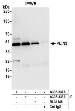 PLIN3 Rabbit anti-Human, Polyclonal, Bethyl Laboratories 10 &mu;L; Unconjugated:Antibodies,