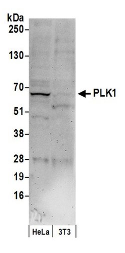 PLK1 Rabbit anti-Human, Polyclonal, Bethyl Laboratories 100 &mu;L; Unconjugated:Antibodies,