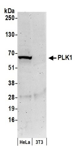 PLK1 Rabbit anti-Human, Polyclonal, Bethyl Laboratories 100 &mu;L; Unconjugated:Antibodies,