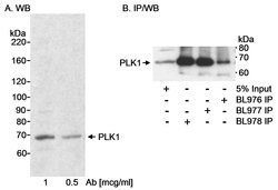 PLK1 Rabbit anti-Human, Polyclonal, Bethyl Laboratories 100 &mu;L; Unconjugated:Antibodies,