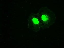 PLK1 Mouse anti-Canine, Human, Clone: OTI8C12, lyophilized, TrueMAB 100