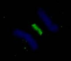 PLK1 Polyclonal Antibody, Bethyl Laboratories 10 &mu;l; Unlabeled:Antibodies,