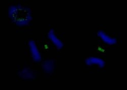 PLK1 Polyclonal Antibody, Bethyl Laboratories 10 &mu;l; Unlabeled:Antibodies,