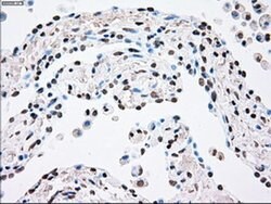 PLK1 Mouse anti-Human, Clone: OTI1D4, liquid, TrueMAB 100 &mu;L; Unconjugated:Antibodies,