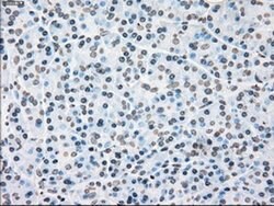 PLK1 Mouse anti-Human, Clone: OTI1D4, liquid, TrueMAB 100 &mu;L; Unconjugated:Antibodies,