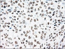PLK1 Mouse anti-Human, Clone: OTI1D4, liquid, TrueMAB 100 &mu;L; Unconjugated:Antibodies,