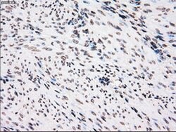 PLK1 Mouse anti-Human, Clone: OTI1D4, liquid, TrueMAB 100 &mu;L; Unconjugated:Antibodies,