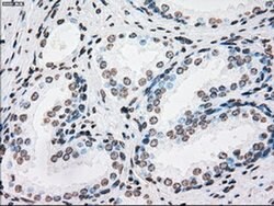 PLK1 Mouse anti-Human, Clone: OTI1D4, liquid, TrueMAB 100 &mu;L; Unconjugated:Antibodies,