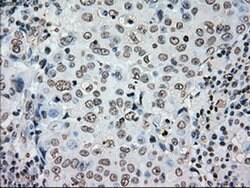 PLK1 Mouse anti-Human, Clone: OTI1D4, liquid, TrueMAB 100 &mu;L; Unconjugated:Antibodies,