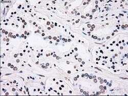 PLK1 Mouse anti-Human, Clone: OTI1D4, liquid, TrueMAB 100 &mu;L; Unconjugated:Antibodies,