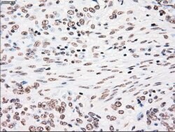 PLK1 Mouse anti-Human, Clone: OTI1D4, liquid, TrueMAB 100 &mu;L; Unconjugated:Antibodies,