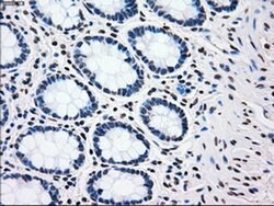 PLK1 Mouse anti-Human, Clone: OTI1D4, liquid, TrueMAB 100 &mu;L; Unconjugated:Antibodies,