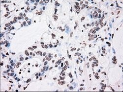 PLK1 Mouse anti-Human, Clone: OTI1D4, liquid, TrueMAB 100 &mu;L; Unconjugated:Antibodies,