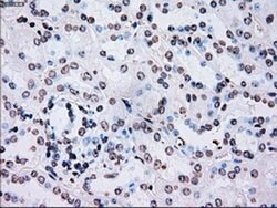PLK1 Mouse anti-Human, Clone: OTI1D4, liquid, TrueMAB 100 &mu;L; Unconjugated:Antibodies,