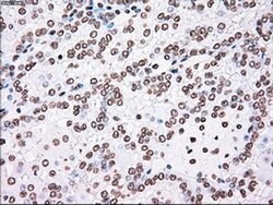 PLK1 Mouse anti-Human, Clone: OTI1D4, liquid, TrueMAB 100 &mu;L; Unconjugated:Antibodies,
