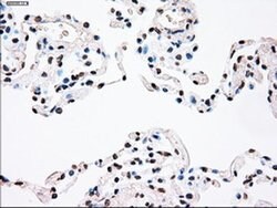 PLK1 Mouse anti-Human, Clone: OTI1D4, liquid, TrueMAB 100 &mu;L; Unconjugated:Antibodies,
