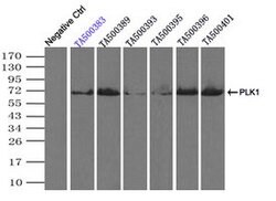 PLK1 Mouse anti-Human, Clone: OTI3F12, lyophilized, TrueMAB 100 &mu;g;