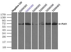 PLK1 Mouse anti-Human, Clone: OTI1D4, liquid, TrueMAB 100 &mu;L; Unconjugated:Antibodies,