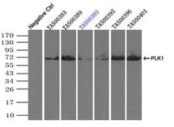 PLK1 Mouse anti-Canine, Human, Clone: OTI8C12, lyophilized, TrueMAB 100