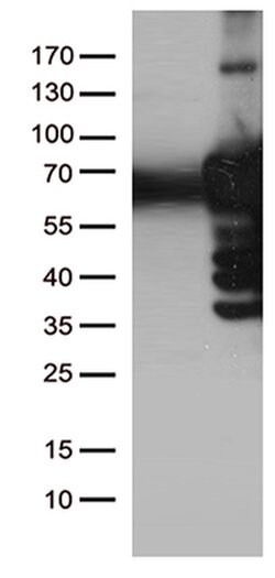 PLK1 Mouse anti-Human, Clone: OTI1D4, liquid, TrueMAB 100 &mu;L; Unconjugated:Antibodies,