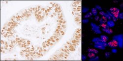 PLRG1 Rabbit anti-Human, Mouse, Polyclonal, Bethyl Laboratories 100 &mu;L;