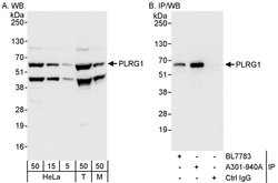 PLRG1 Rabbit anti-Human, Mouse, Polyclonal, Bethyl Laboratories 100 &mu;L;