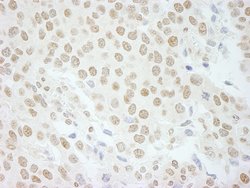 PLRG1 Polyclonal Antibody, Bethyl Laboratories 100 &mu;L; Unconjugated:Antibodies,
