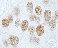 PLRG1 Polyclonal Antibody, Bethyl Laboratories 100 &mu;L; Unconjugated:Antibodies,