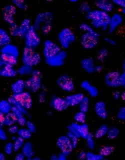 PLRG1 Polyclonal Antibody, Bethyl Laboratories 100 &mu;L; Unconjugated:Antibodies,