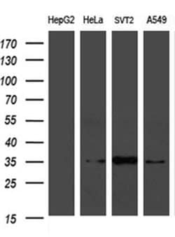 PLSCR2 Monoclonal Antibody (OTI7A5), TrueMAB , OriGene 100 &mu;L; Unconjugated:Antibodies,